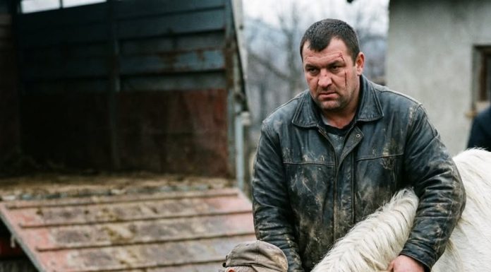 Prodao konja mesaru da plati dugove: Susret posle 5 godina ledi krv u žilama Prodao konja mesaru da plati dugove: Susret posle 5 godina ledi krv u žilama - featured image