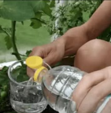 Znate li zašto paradajzu treba davati obično SIRĆE u julu? To je glavni razlog zašto mi svake godine svi moji susjedi zavide moju žetvu! Znate li zašto paradajzu treba davati obično SIRĆE u julu? To je glavni razlog zašto mi svake godine svi moji susjedi zavide moju žetvu! - featured image