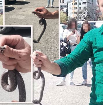 Poznati zmijolovac otkrio šta da uradite ako vas ujede zmija: Ovako prepoznajte otrovnicu od bezopasne vrste Poznati zmijolovac otkrio šta da uradite ako vas ujede zmija: Ovako prepoznajte otrovnicu od bezopasne vrste - featured image