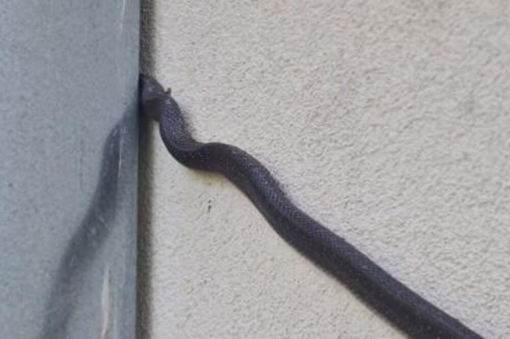 Zmije su počele da ulaze i u zgrade, kruže jezivi snimci iz srpskih gradova: Ako ih vidite, ovo nikako ne radite - featured image Zmije su počele da ulaze i u zgrade, kruže jezivi snimci iz srpskih gradova: Ako ih vidite, ovo nikako ne radite - featured image