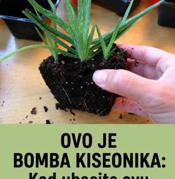 OVO JE BOMBA KISEONIKA: Kad ubacite ovu biljku, izbacićete sve otrove iz doma OVO JE BOMBA KISEONIKA: Kad ubacite ovu biljku, izbacićete sve otrove iz doma - featured image