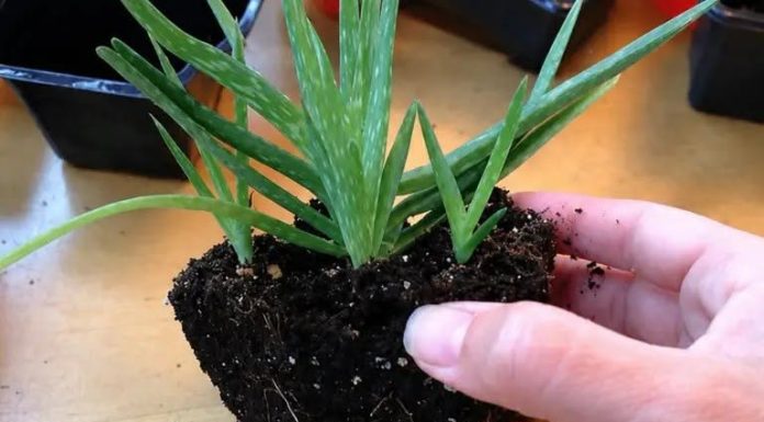OVO JE BOMBA KISEONIKA: Kad ubacite ovu biljku, izbacićete sve otrove iz doma OVO JE BOMBA KISEONIKA: Kad ubacite ovu biljku, izbacićete sve otrove iz doma - featured image