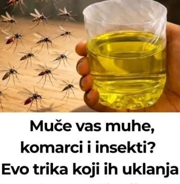 Korisni savjeti kako se riješiti muha i komaraca u kući Korisni savjeti kako se riješiti muha i komaraca u kući - featured image