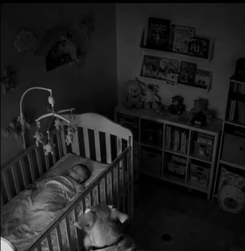 Noćna straža zlatnog retrivera: kako je Max postao tihi čuvar bebe u domu mladih roditelja Noćna straža zlatnog retrivera: kako je Max postao tihi čuvar bebe u domu mladih roditelja - featured image