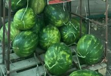 Crnogorci još jednom do suza nasmejali ceo Balkan: Pogledajte kako prodaju lubenice, ovo može samo kod nas (foto) Crnogorci još jednom do suza nasmejali ceo Balkan: Pogledajte kako prodaju lubenice, ovo može samo kod nas (foto) - featured image