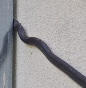 Zmije se sve češće pojavljuju u blizini zgrada i kuća: stručnjaci upozoravaju na smirenost i oprez Zmije se sve češće pojavljuju u blizini zgrada i kuća: stručnjaci upozoravaju na smirenost i oprez - featured image