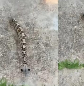 Ujutru sam u dvorištu primetila nešto i pomislila da je samo igračka, ali se stvarnost pokazala mnogo strašnijom. Ujutru sam u dvorištu primetila nešto i pomislila da je samo igračka, ali se stvarnost pokazala mnogo strašnijom. - featured image