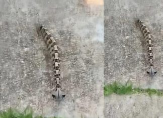 Ujutru sam u dvorištu primetila nešto i pomislila da je samo igračka, ali se stvarnost pokazala mnogo strašnijom. Ujutru sam u dvorištu primetila nešto i pomislila da je samo igračka, ali se stvarnost pokazala mnogo strašnijom. - featured image