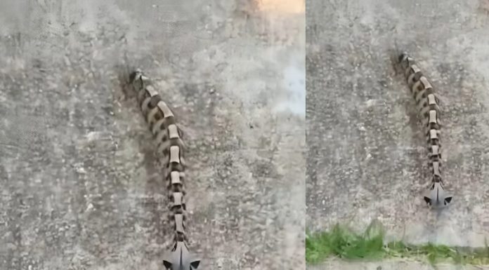 Ujutru sam u dvorištu primetila nešto i pomislila da je samo igračka, ali se stvarnost pokazala mnogo strašnijom. Ujutru sam u dvorištu primetila nešto i pomislila da je samo igračka, ali se stvarnost pokazala mnogo strašnijom. - featured image