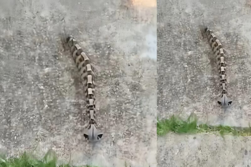 Ujutru sam u dvorištu primetila nešto i pomislila da je samo igračka, ali se stvarnost pokazala mnogo strašnijom. - featured image Ujutru sam u dvorištu primetila nešto i pomislila da je samo igračka, ali se stvarnost pokazala mnogo strašnijom. - featured image