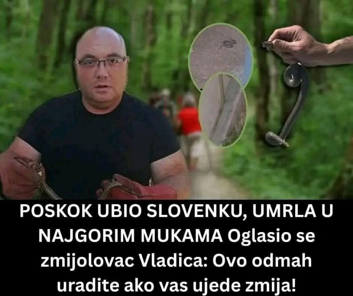 Poznati zmijolovac otkrio šta da uradite ako vas ujede zmija: Ovako prepoznajte otrovnicu od bezopasne vrste - featured image Poznati zmijolovac otkrio šta da uradite ako vas ujede zmija: Ovako prepoznajte otrovnicu od bezopasne vrste - featured image