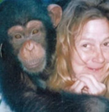 Sandra se godinama kupala i spavala sa šimpanzom ne sluteći šta će joj se desiti: Od užasa koji je doživela ni danas se nije oporavila Sandra se godinama kupala i spavala sa šimpanzom ne sluteći šta će joj se desiti: Od užasa koji je doživela ni danas se nije oporavila - featured image