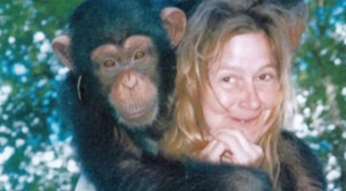 Sandra se godinama kupala i spavala sa šimpanzom ne sluteći šta će joj se desiti: Od užasa koji je doživela ni danas se nije oporavila Sandra se godinama kupala i spavala sa šimpanzom ne sluteći šta će joj se desiti: Od užasa koji je doživela ni danas se nije oporavila - featured image