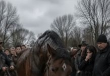 😱 Tijekom sprovoda 60-godišnjeg farmera njegov se vjerni konj iznenada otrgnuo s farme, ujurio na groblje i počeo snažno udarati kopitima po lijesu. Nekoliko muškaraca pokušalo je odvući životinju, ali činilo se kao da konj zna nešto što ljudi ne znaju. 😱 Tijekom sprovoda 60-godišnjeg farmera njegov se vjerni konj iznenada otrgnuo s farme, ujurio na groblje i počeo snažno udarati kopitima po lijesu. Nekoliko muškaraca pokušalo je odvući životinju, ali činilo se kao da konj zna nešto što ljudi ne znaju. - featured image