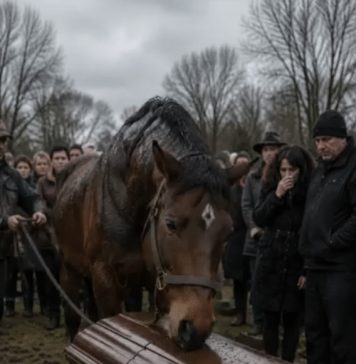 😱 Tijekom sprovoda 60-godišnjeg farmera njegov se vjerni konj iznenada otrgnuo s farme, ujurio na groblje i počeo snažno udarati kopitima po lijesu. Nekoliko muškaraca pokušalo je odvući životinju, ali činilo se kao da konj zna nešto što ljudi ne znaju. 😱 Tijekom sprovoda 60-godišnjeg farmera njegov se vjerni konj iznenada otrgnuo s farme, ujurio na groblje i počeo snažno udarati kopitima po lijesu. Nekoliko muškaraca pokušalo je odvući životinju, ali činilo se kao da konj zna nešto što ljudi ne znaju. - featured image